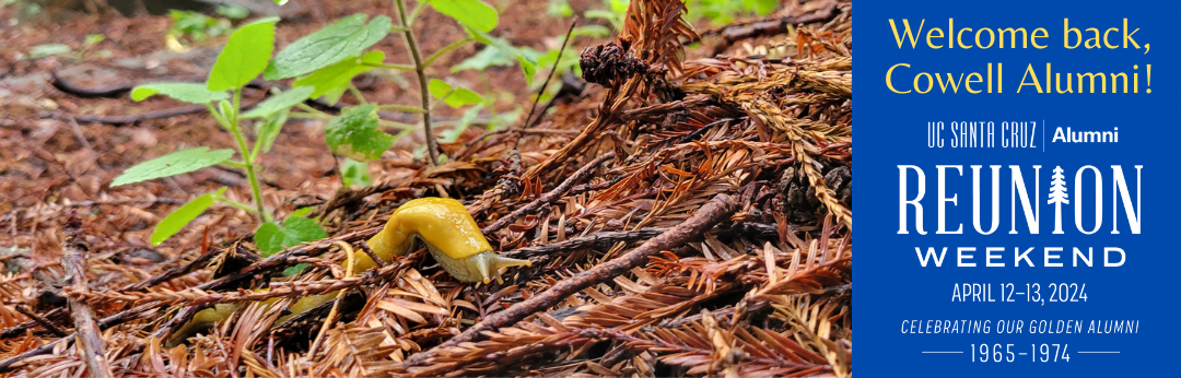 A banana slug in the redwood forest.