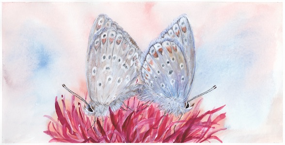 Two Common Blue Butterflies