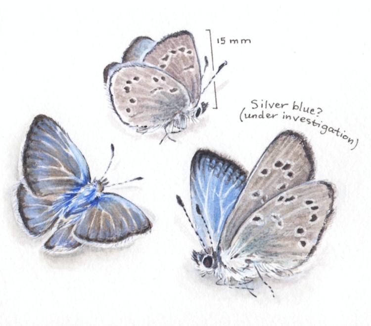 Three blue and silver butterflies