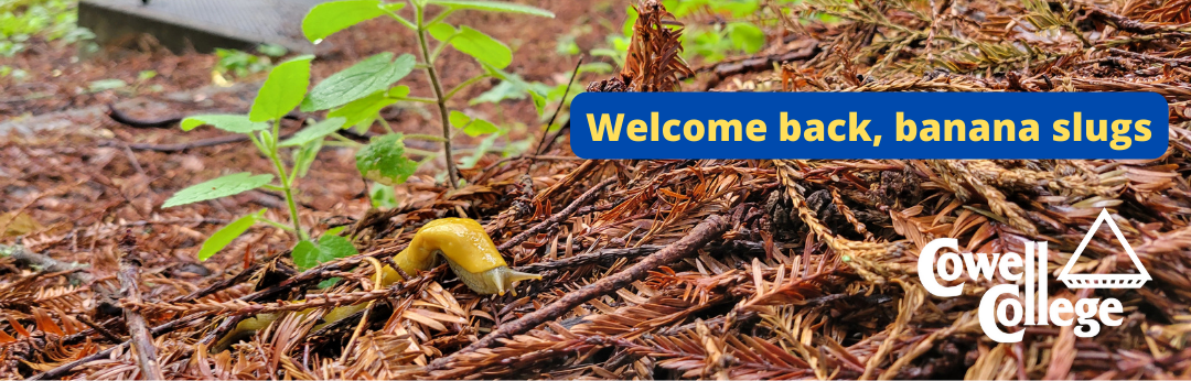 welcome back, banana slugs